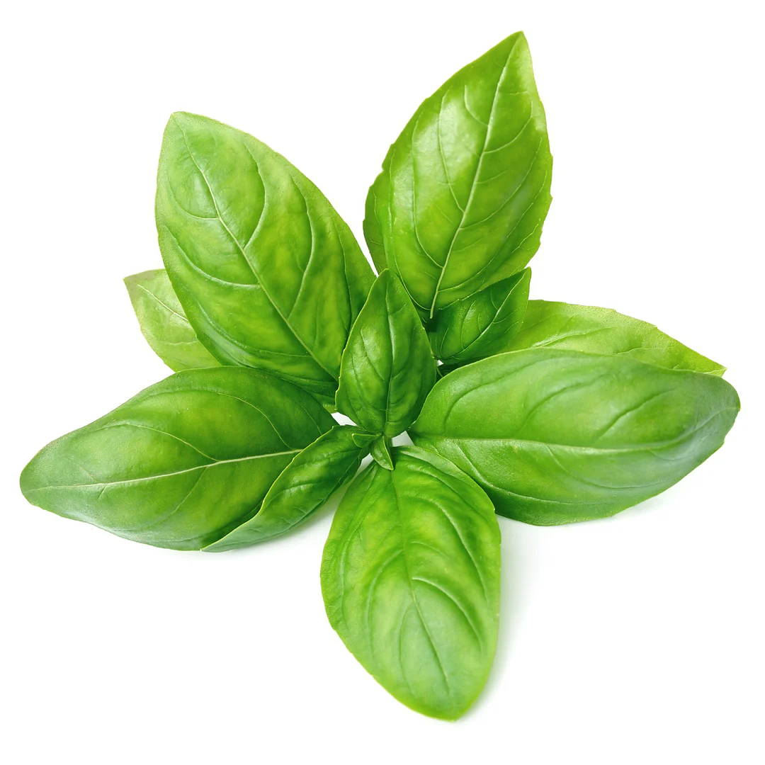 Basil 1 bunch