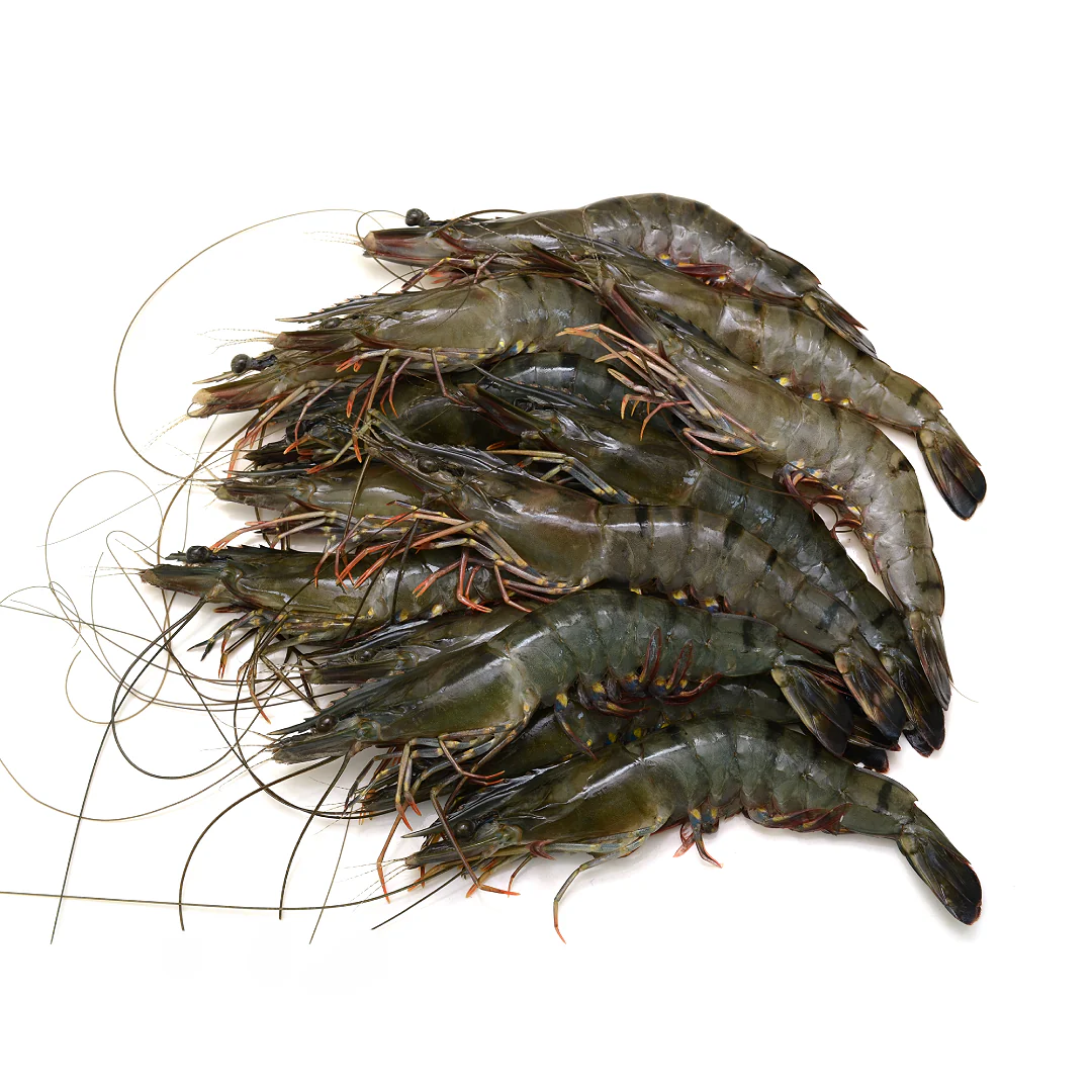 Semi-Frozen Raw Head-On Black Tiger (8-12) 1kg x 10 Packs