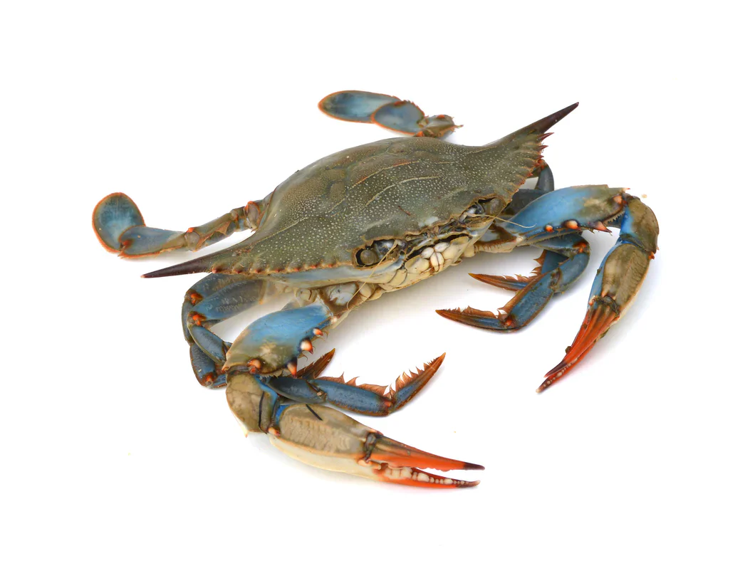 Fresh Blue Crab 1kg