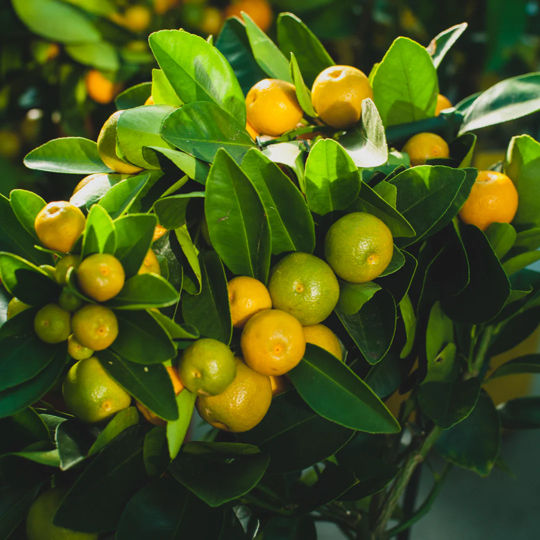 Calamansi | Philippine Lime 250gr - Fresh Import from the Philippines - Image 2