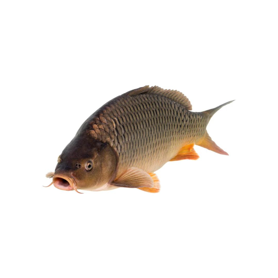 Carp XXL Wholesale