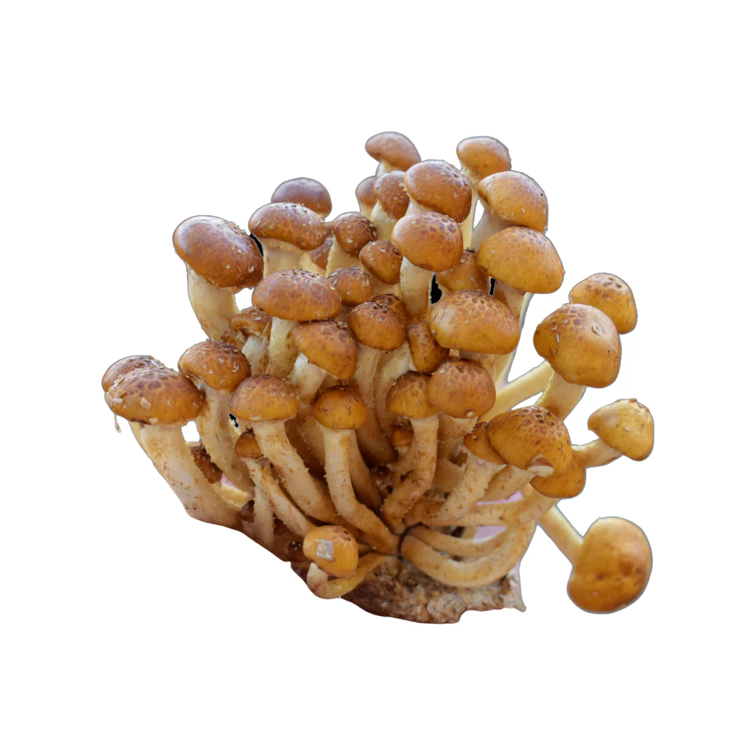 Mushroom-Chestnut/Oyster 2.7kg