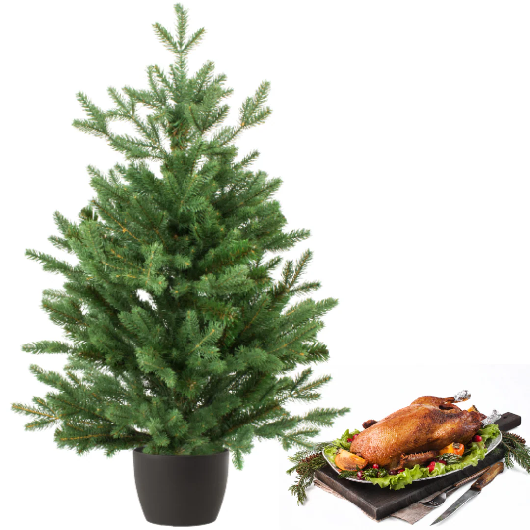 Real and Live Christmas Tree 6/7 ft with Whole British Goose Hamper Gift Box