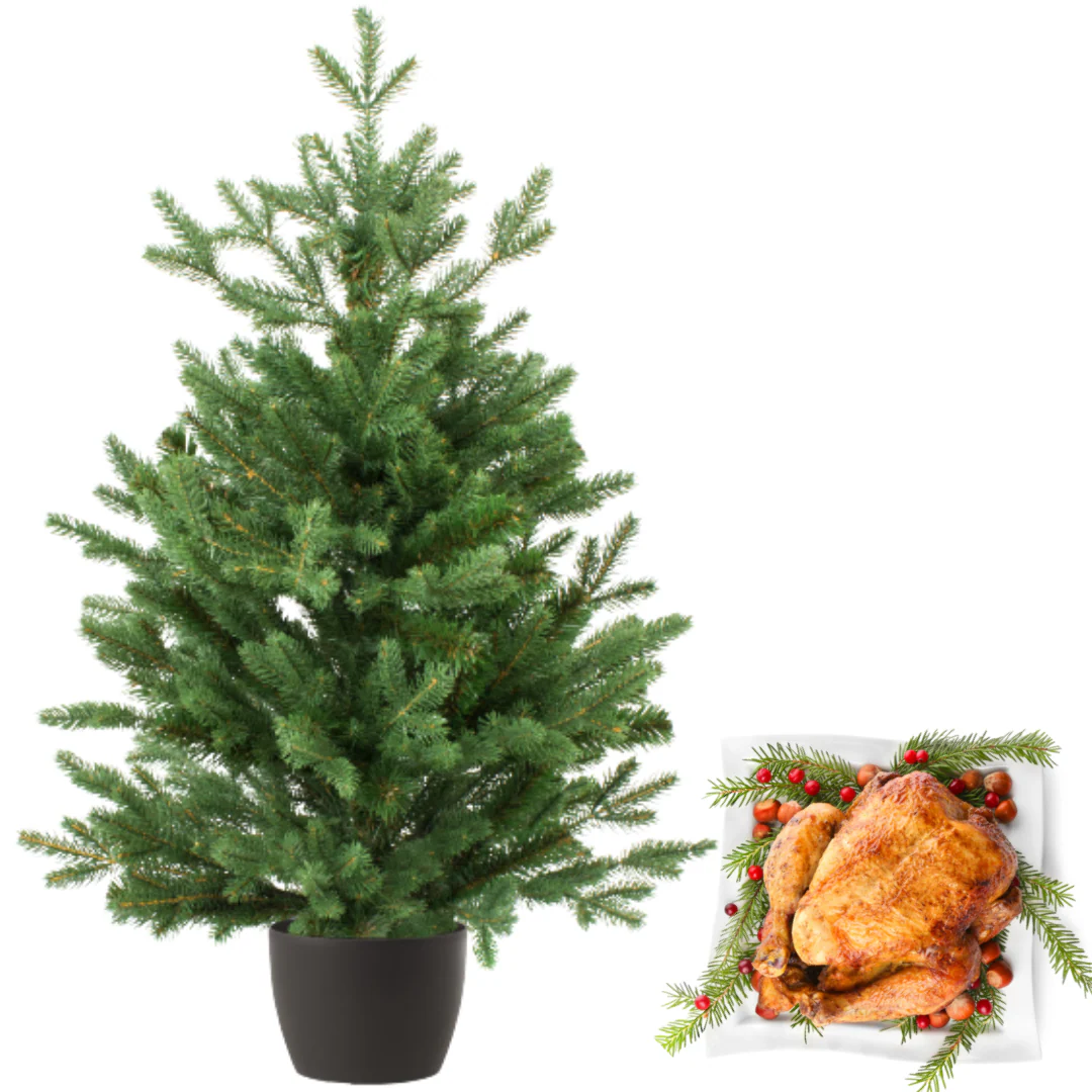 Real and Live Christmas Tree 6/7 ft with Whole British Turkey Hamper Gift Box