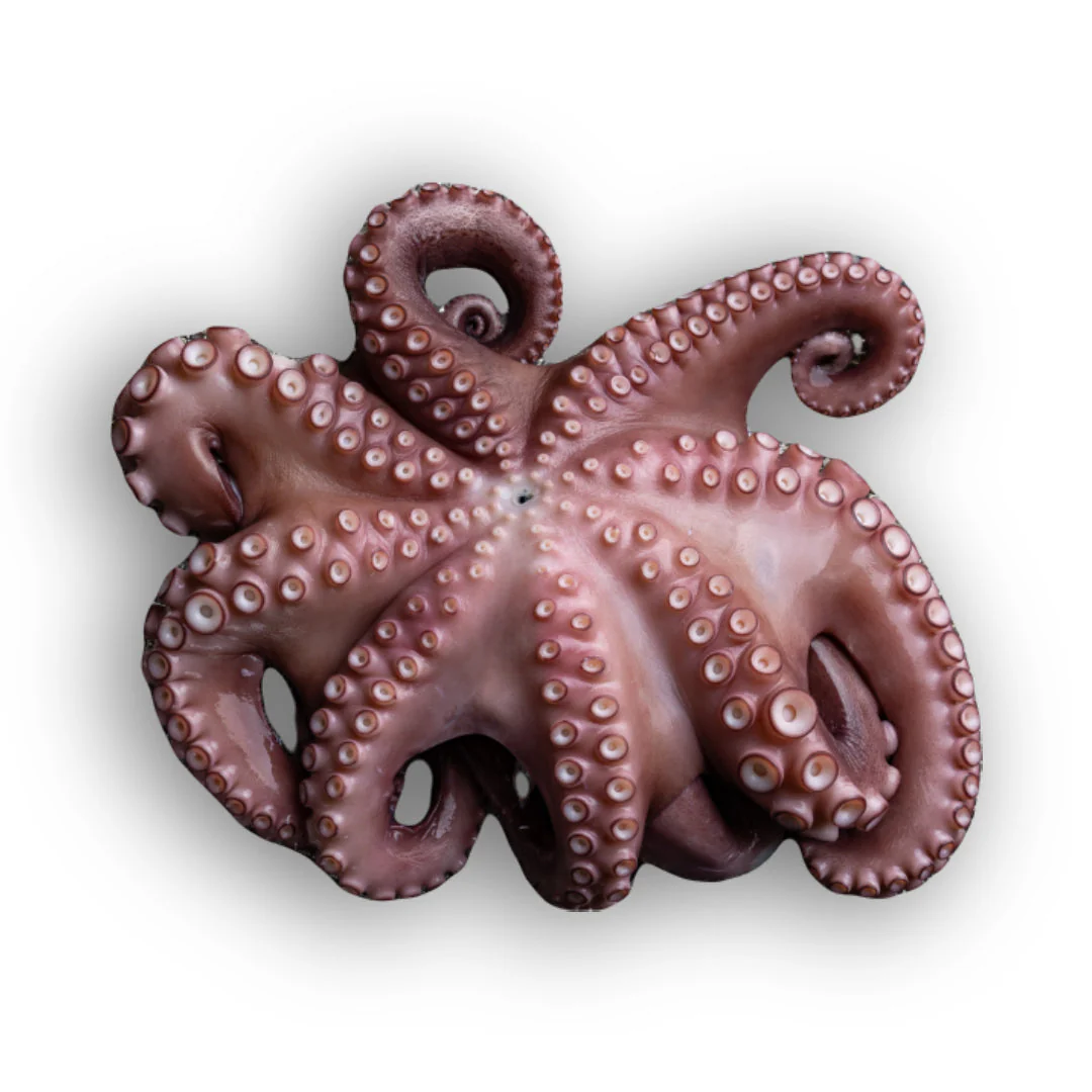 Frozen Whole Raw Cleaned Octopus 3-4kg x 4 Packs