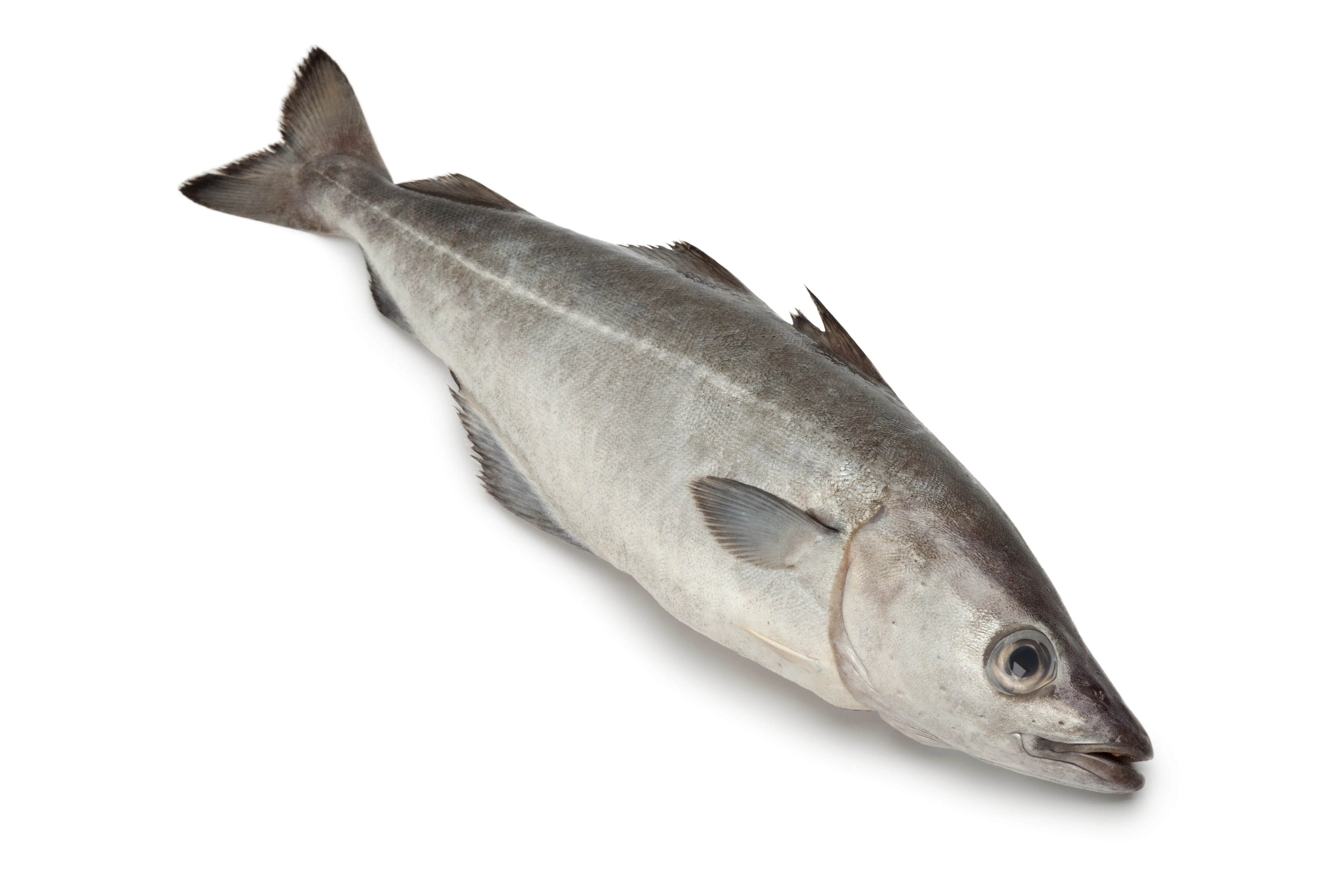 Coley Fish