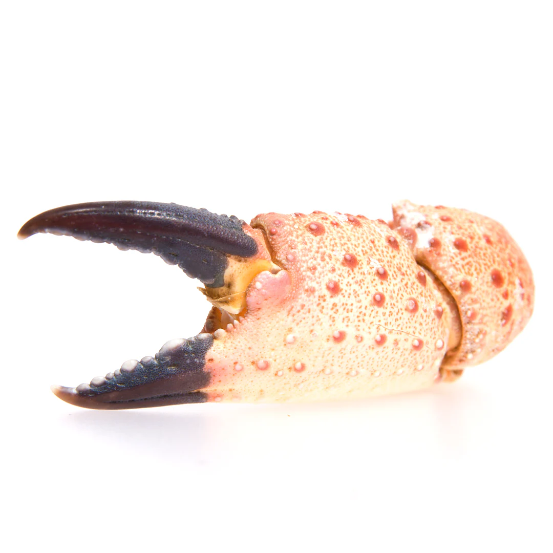Fresh British Crab Claws | 500gr