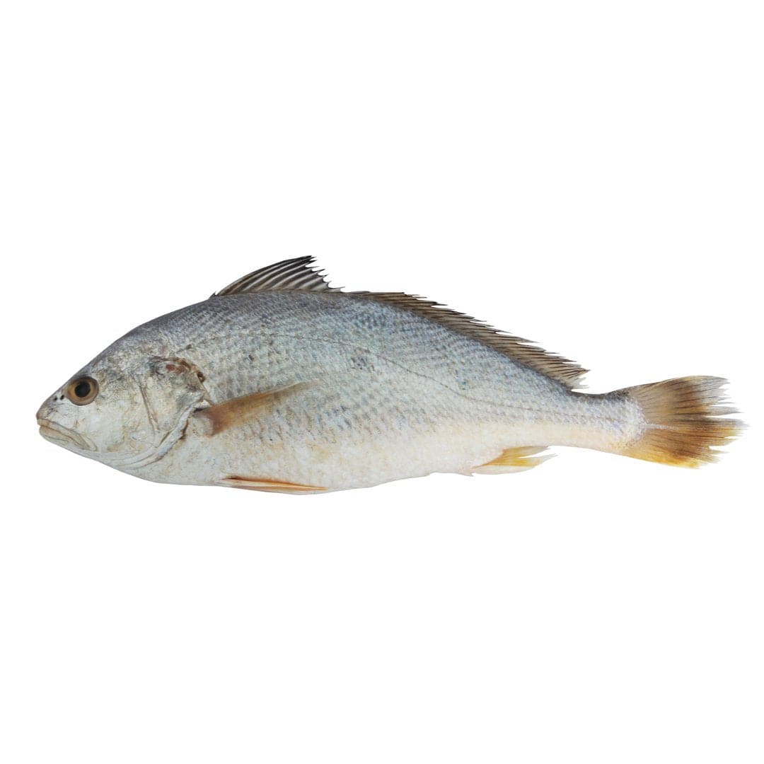 Croaker 1kg