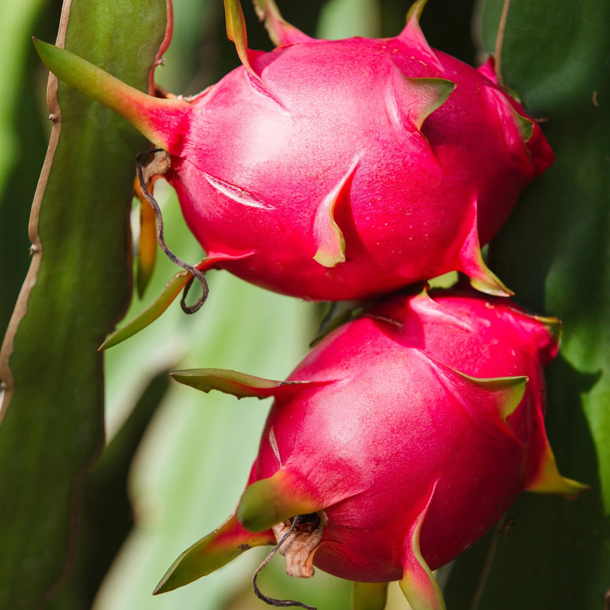 Dragon Fruit Pitaya 1 unit ~350 gr | White Flesh - Image 3