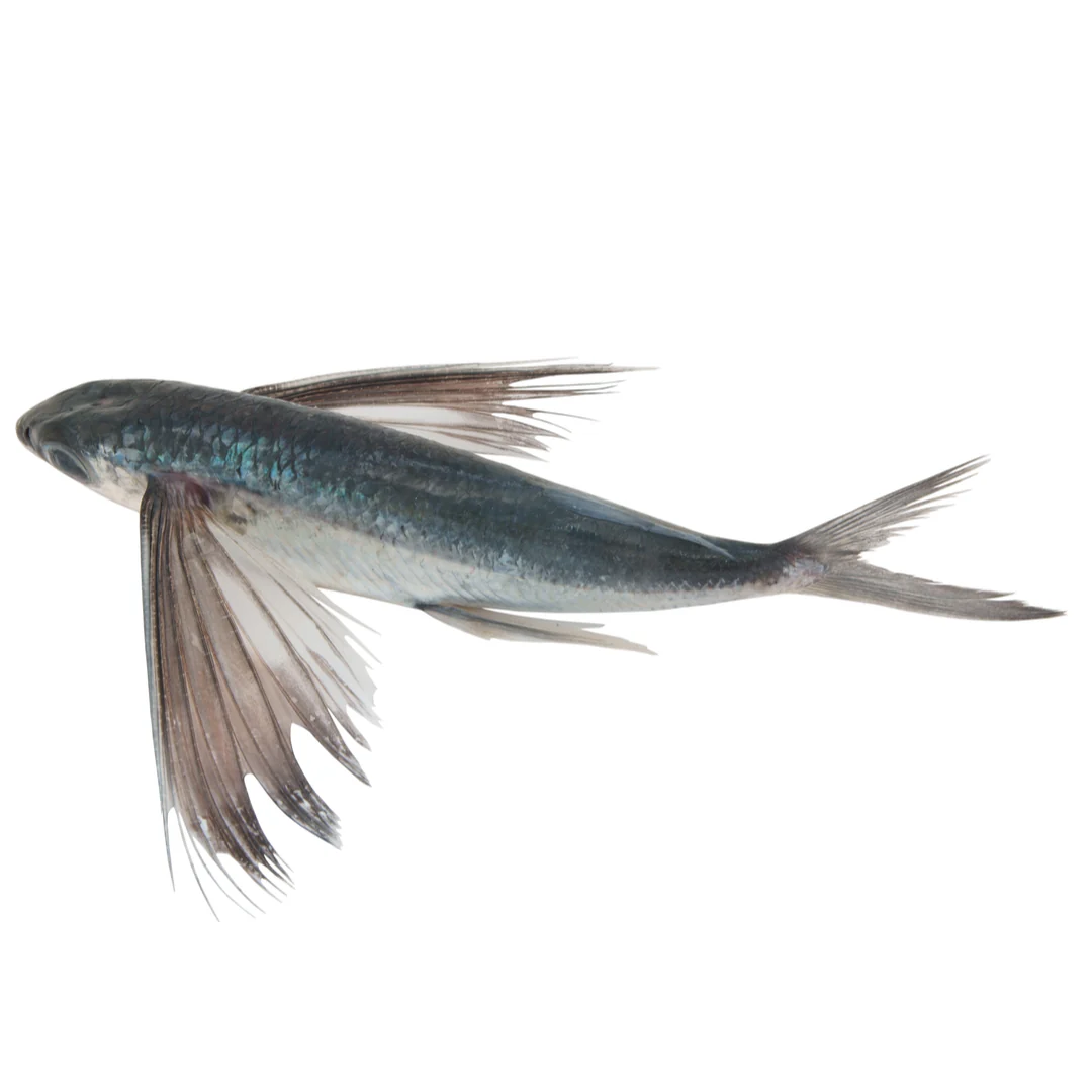 Flying Fish 1kg