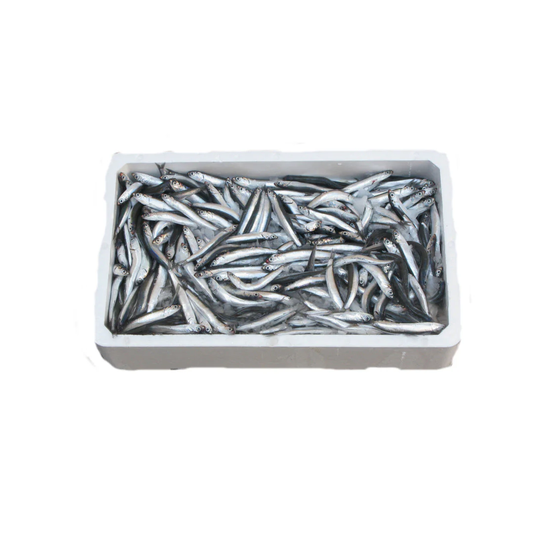 Fresh Anchovies Wholesale