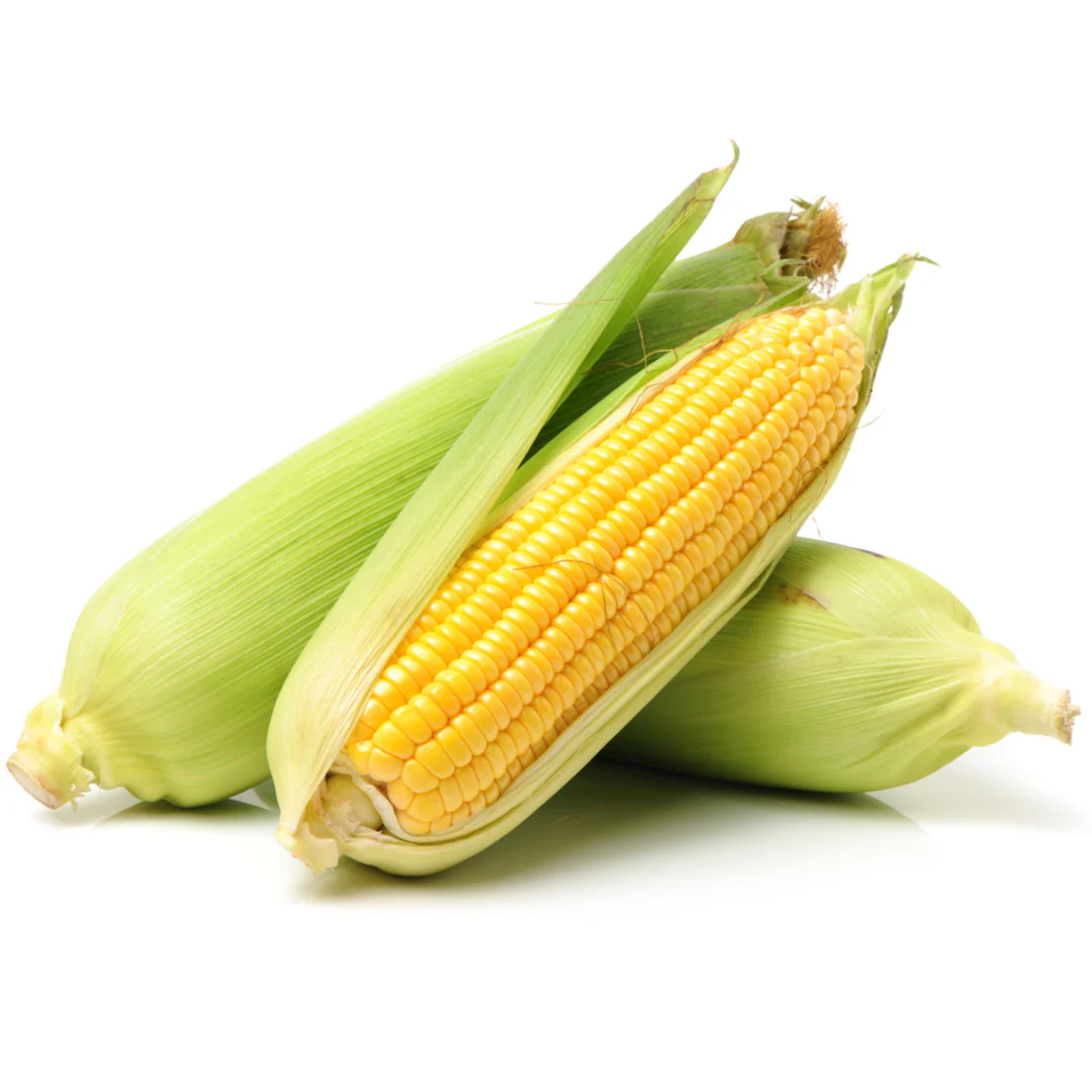 Fresh Corn on the Cob 10 units | Husk On