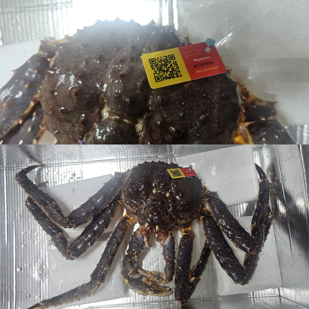Live King Crab 3kg - Image 2