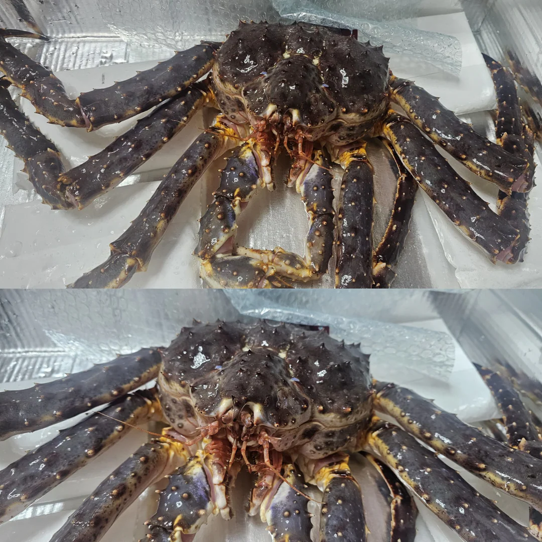 Live King Crab 3kg - Image 3