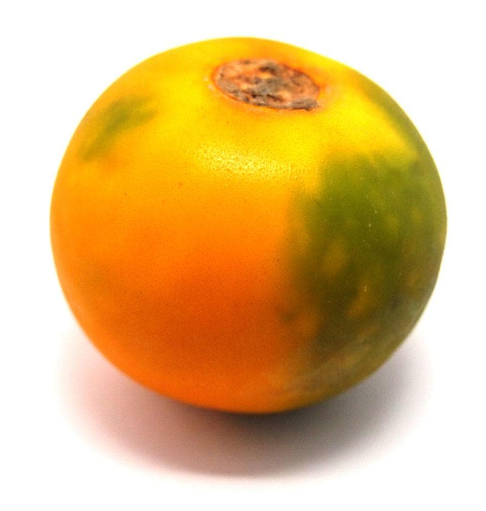 Fresh Lulo Fruit 4 Units | Product of Colombia
