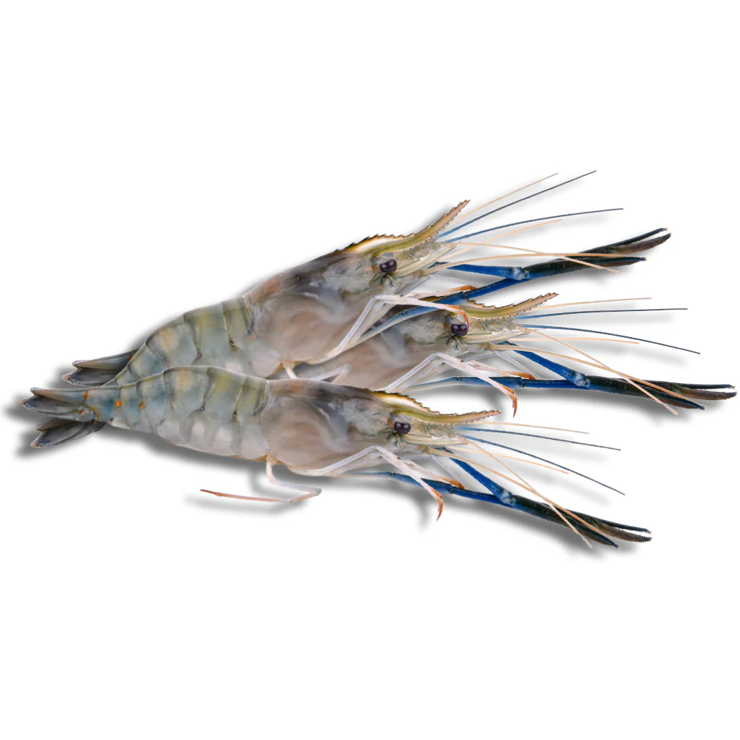 Fresh Water Prawn 1kg