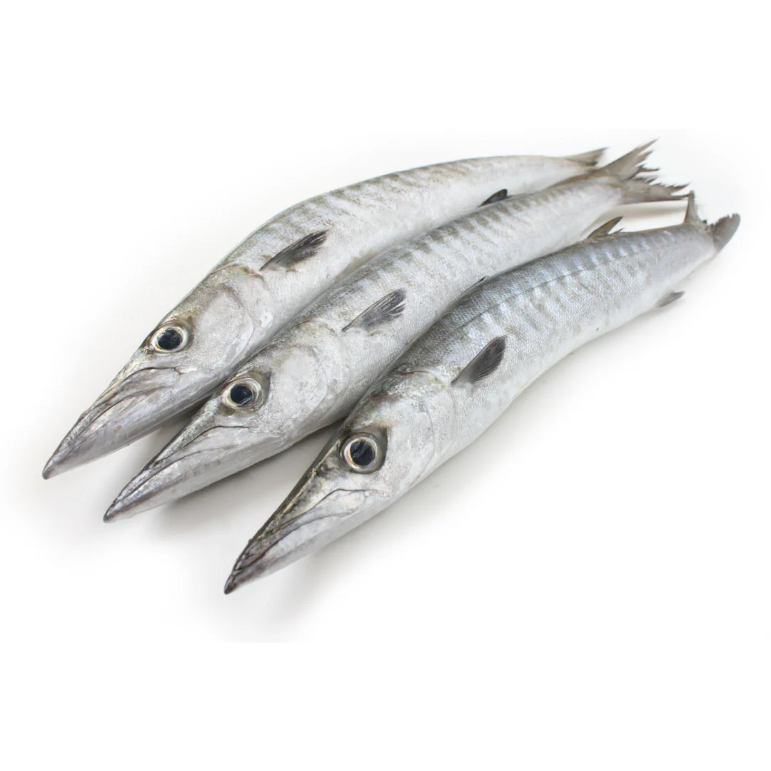 Frozen Barracuda Wholesale