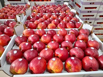 Polish Apple 8kg
