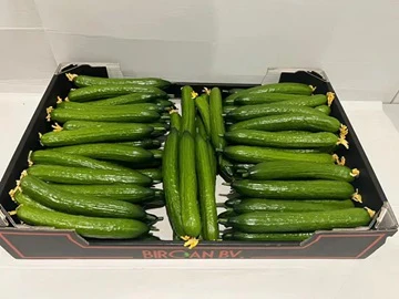 Mini Cucumber