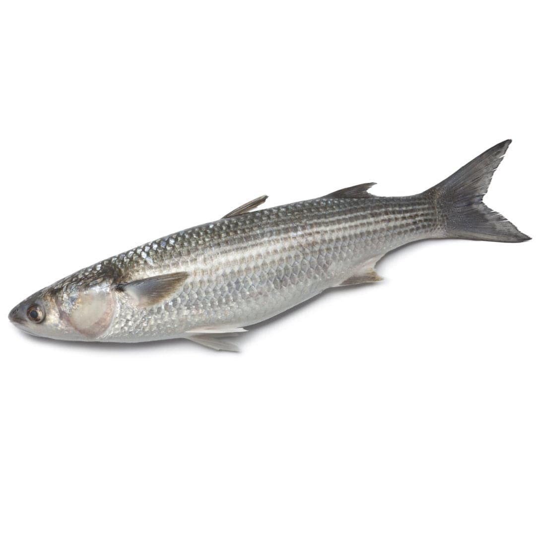 Grey Mullet 1 kg