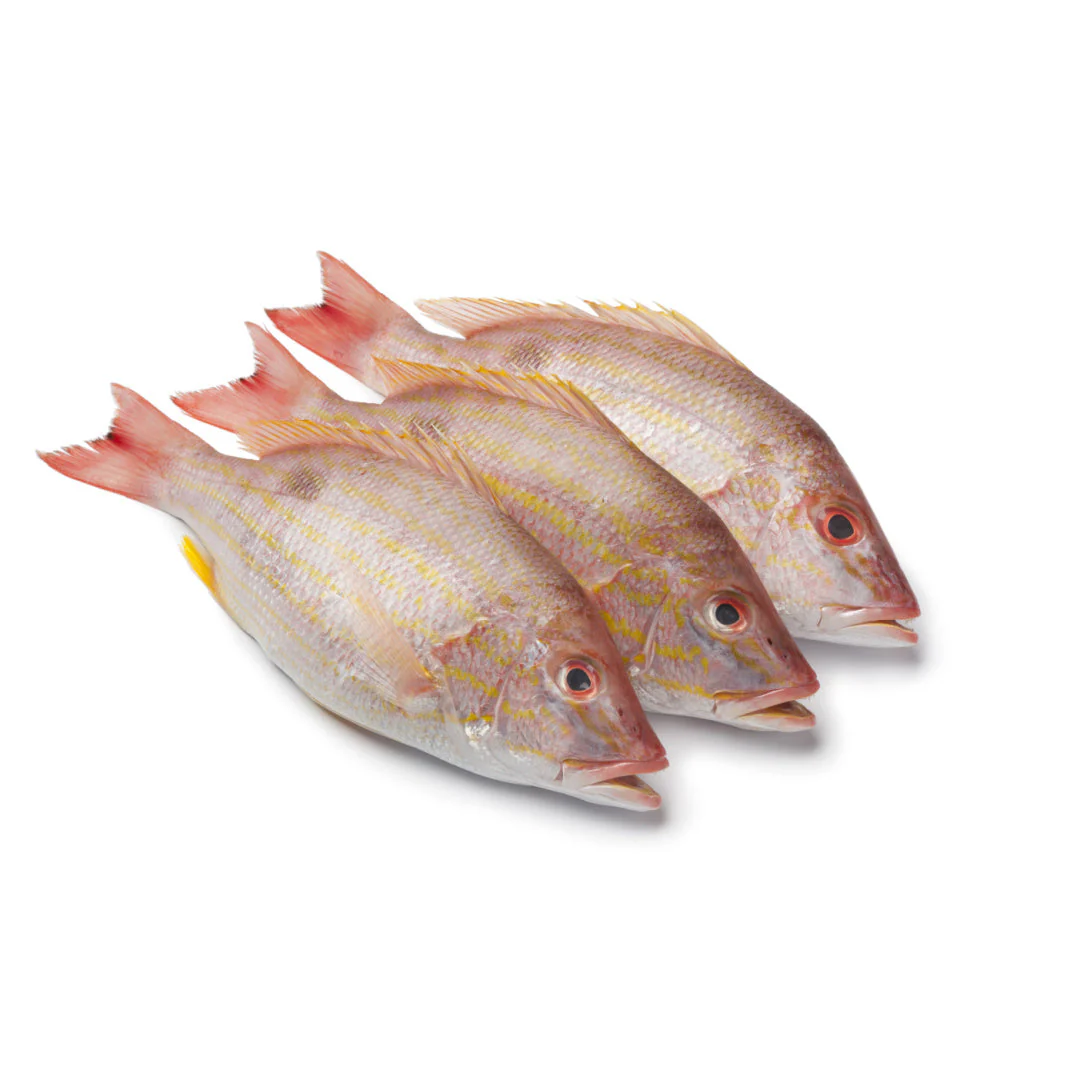 Lane Snapper Box Wholesale