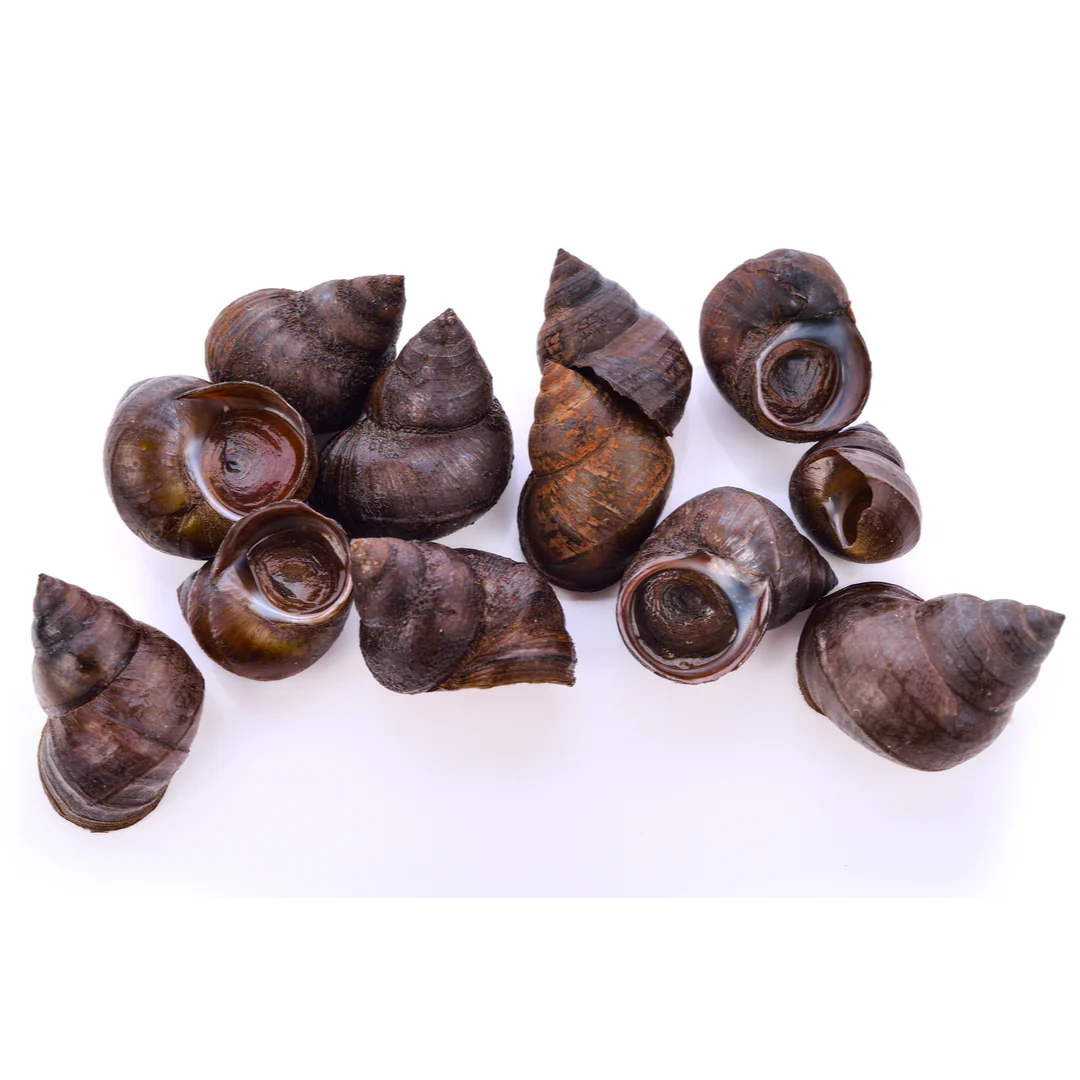 Live Winkles 2kg