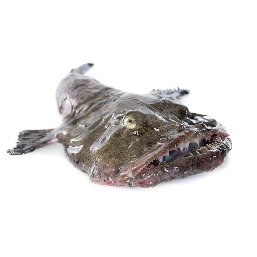 Monk Fish Wholesale