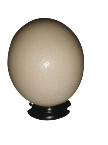 Ostrich Egg Shell Empty and Plain | for Hand Craft | South African