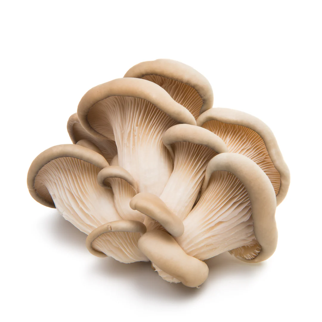 Oyster Mushroom 500 gr