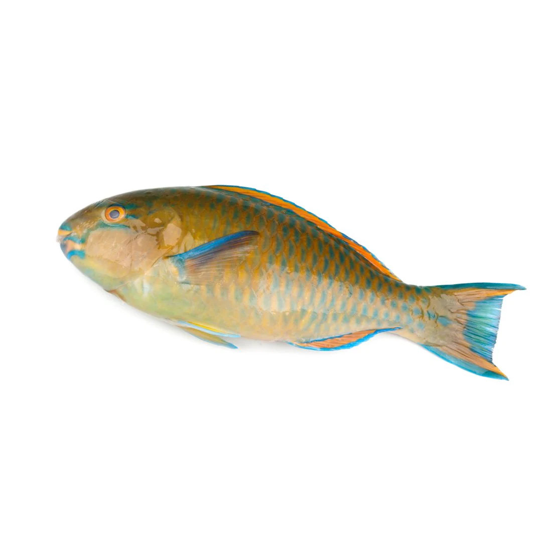 Parrot Fish 400gr