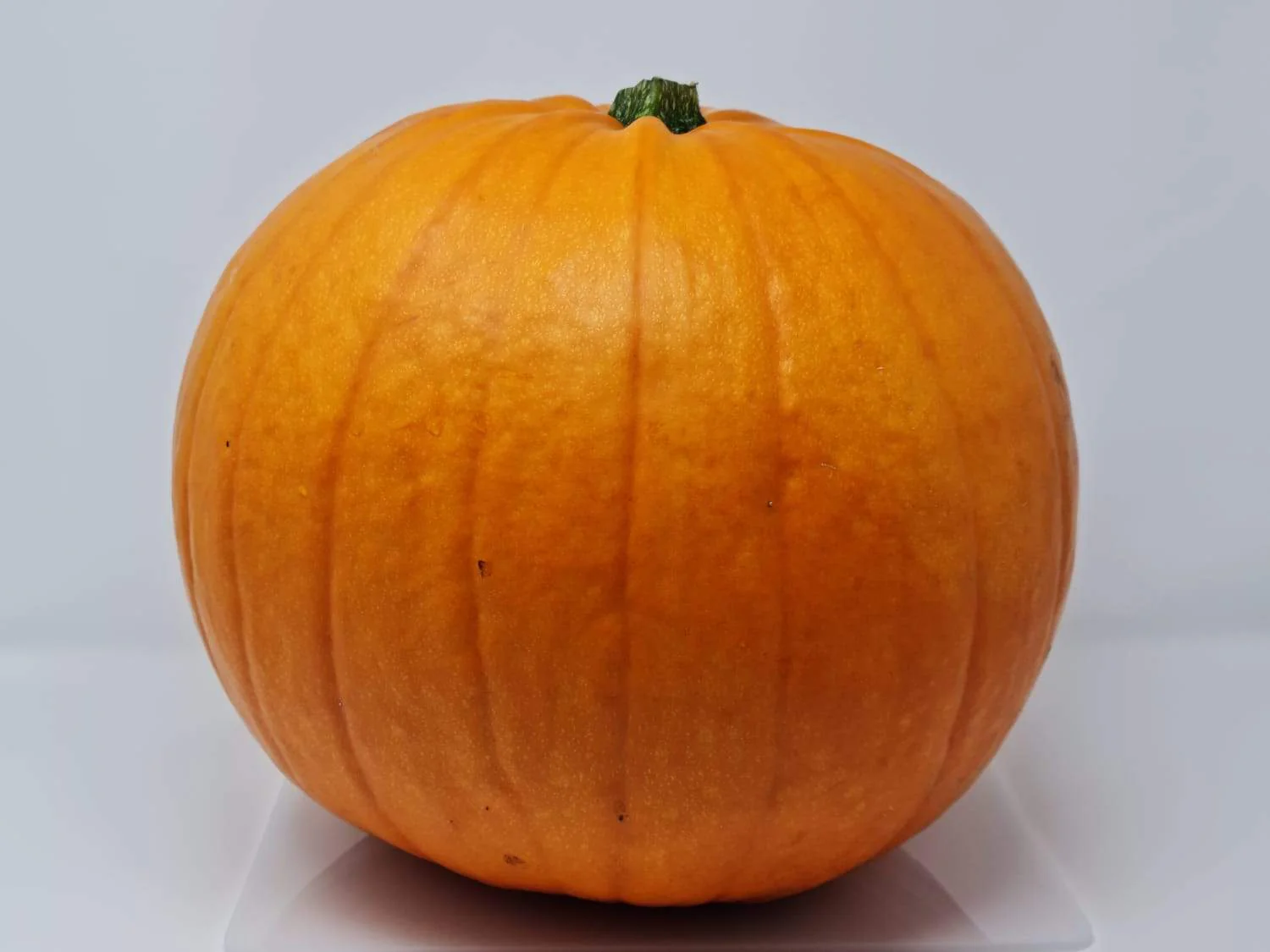 Extra Large Fresh Pumpkin for Halloween Carving | 8-10kg