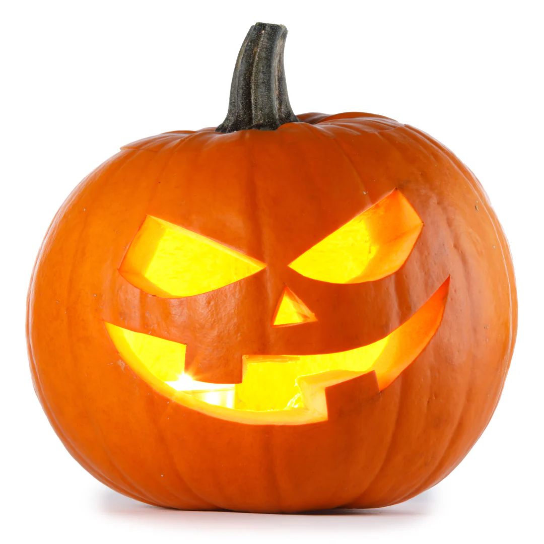 Extra Large Fresh Pumpkin for Halloween Carving | 8-10kg - Image 2