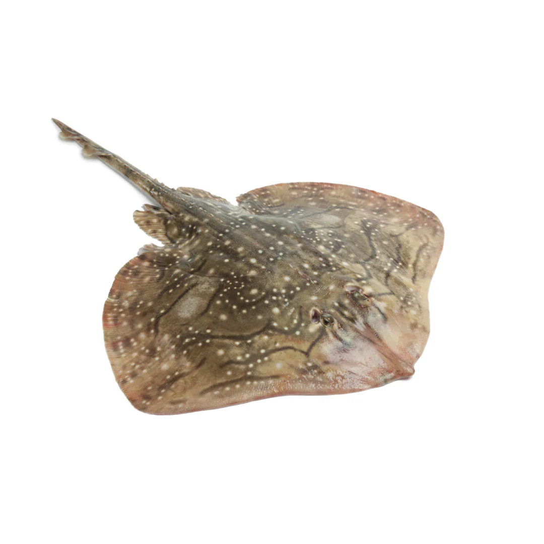 Ray Fish Wholesale