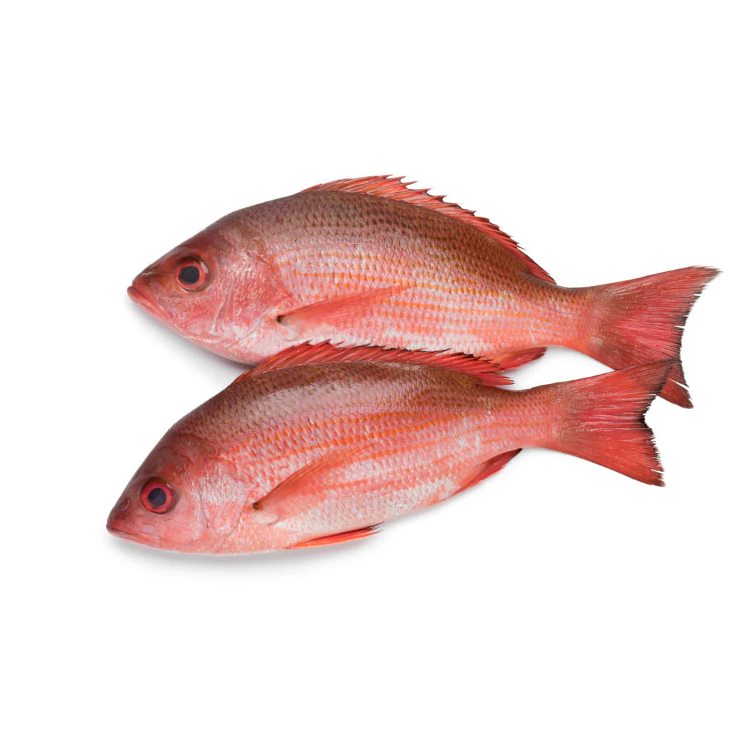 Red Snapper | Common Pandora Wholesale