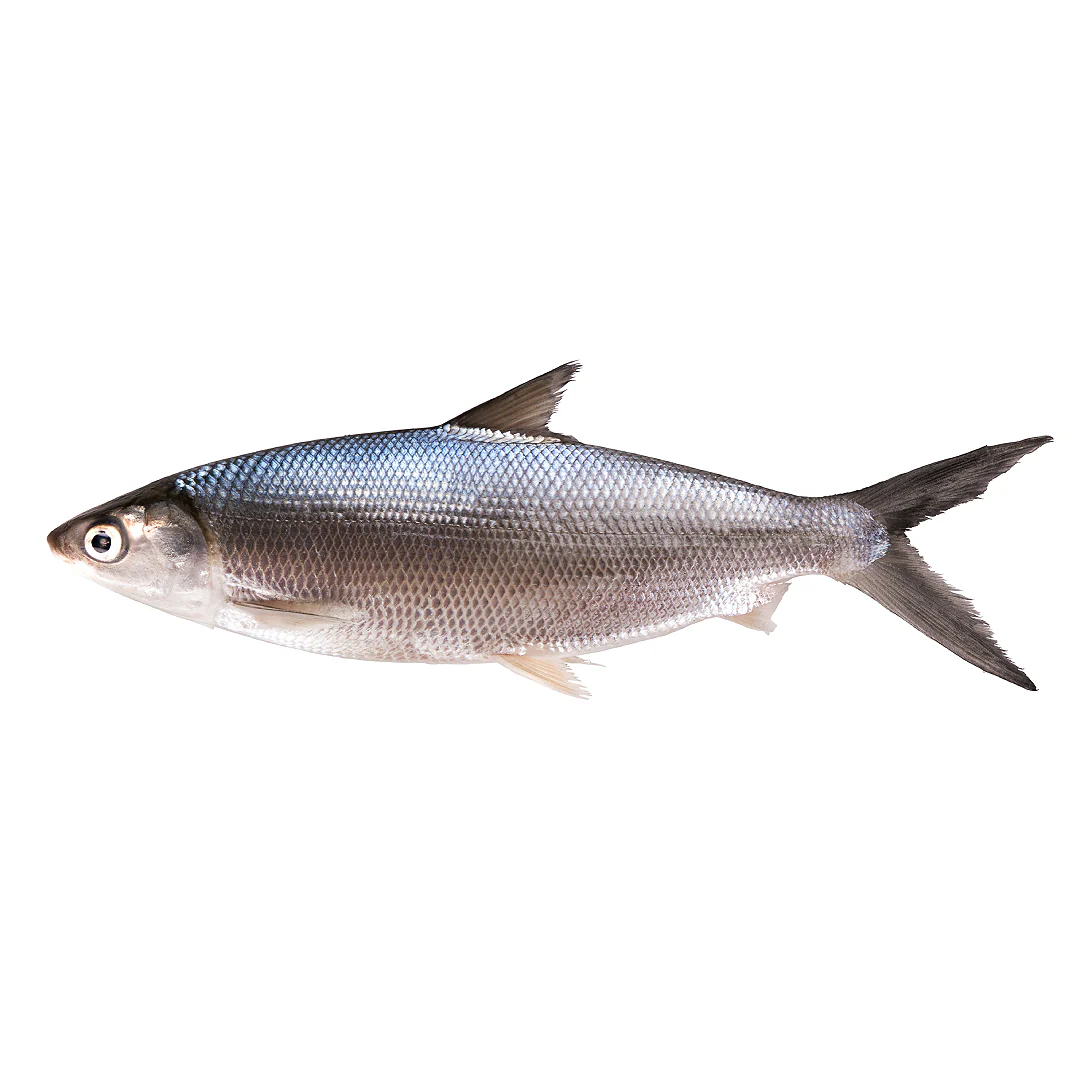 Frozen Whole Round Milkfish 5kg