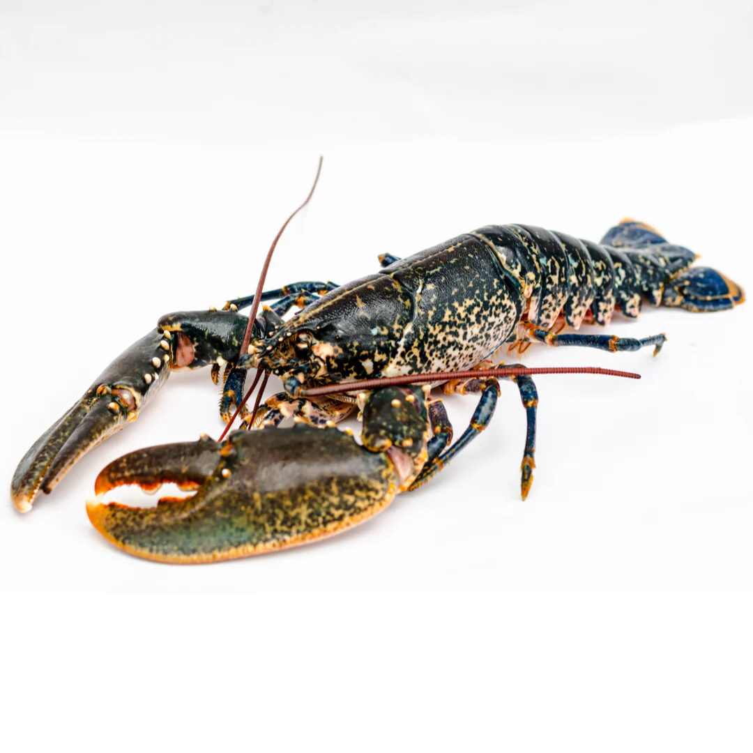 Fresh Live Scottish Lobster | 600-1000gr