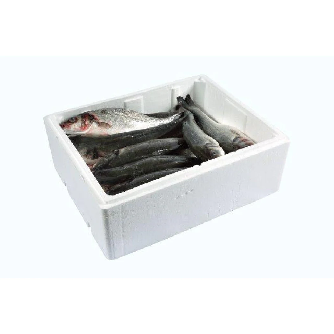 Sea Bass XL Wholesale
