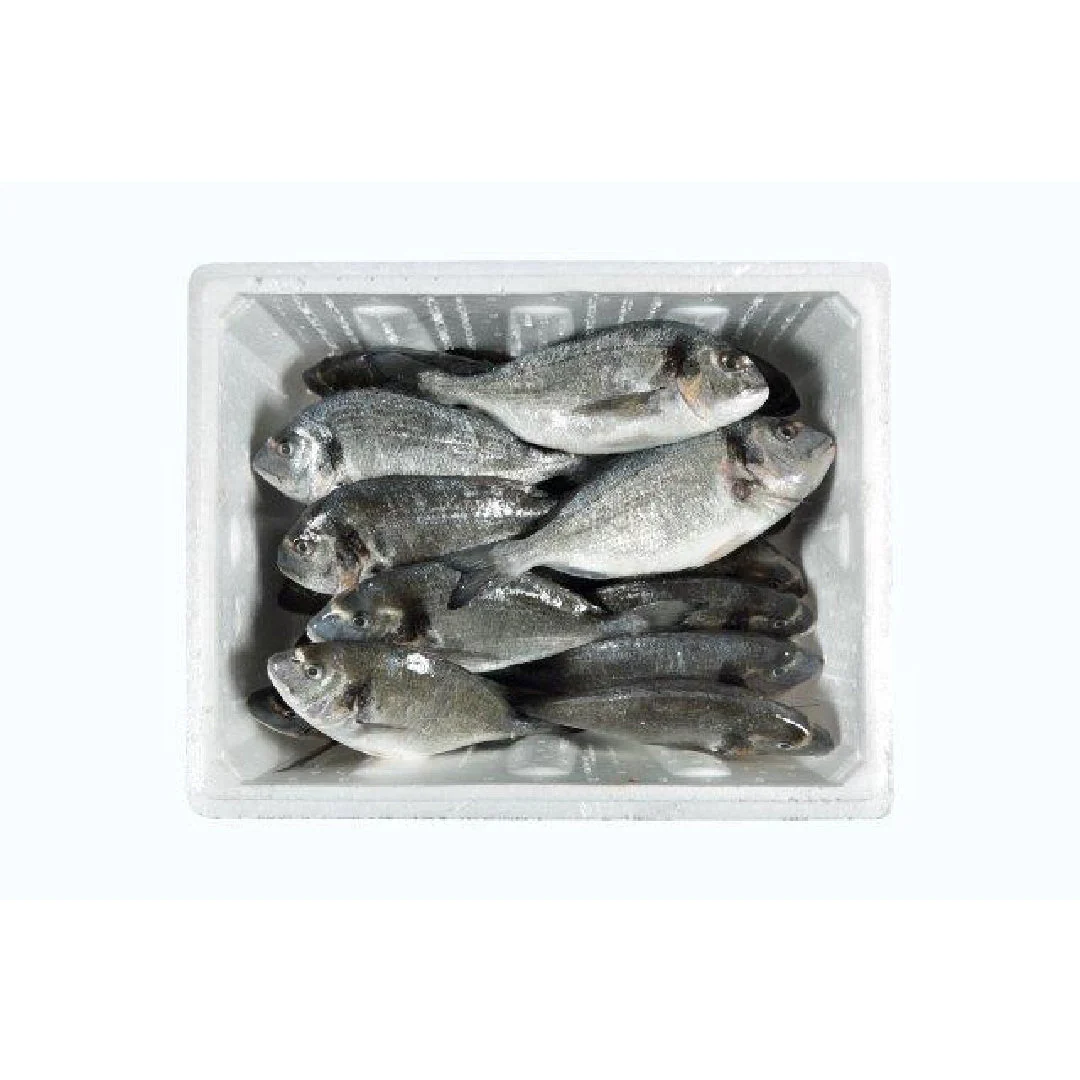 Sea Bream M Wholesale
