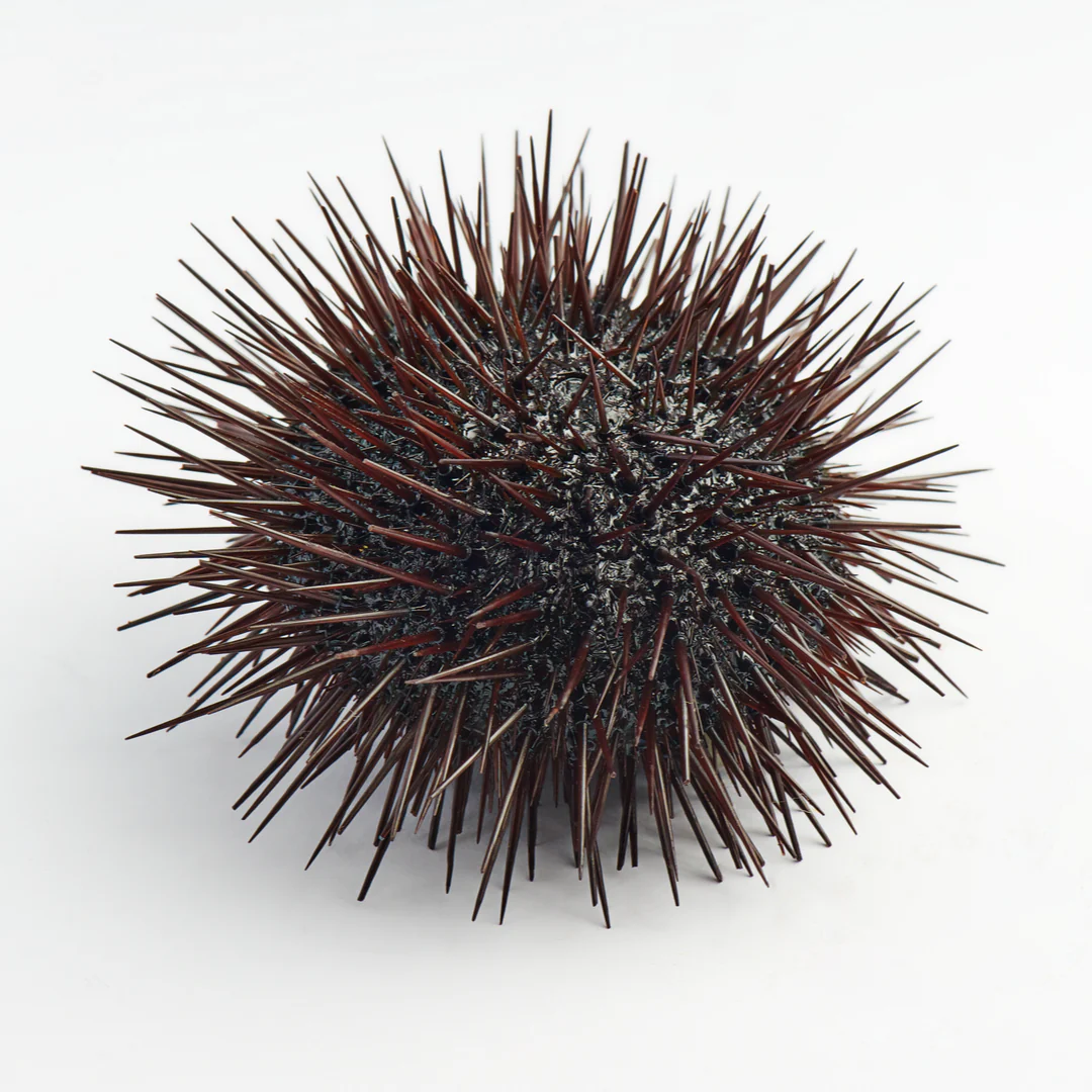Fresh Whole Sea Urchin | 1 unit