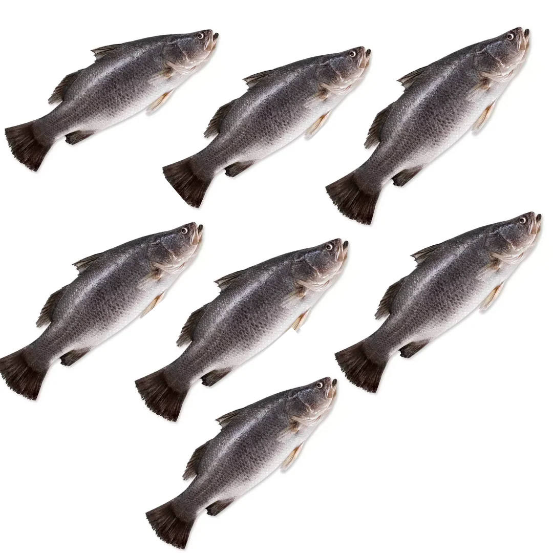 Seabass Box  7 Units ~ 6 Kg