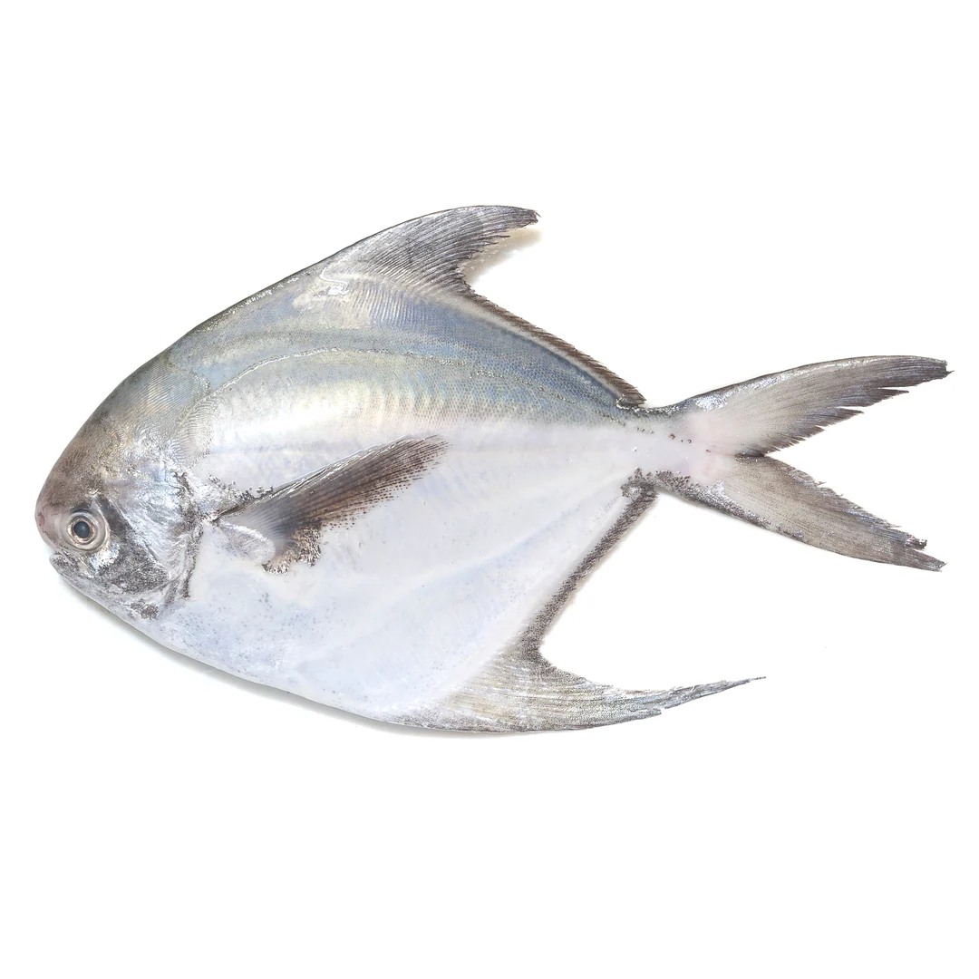 Silver Pomfret Fish ~350gr