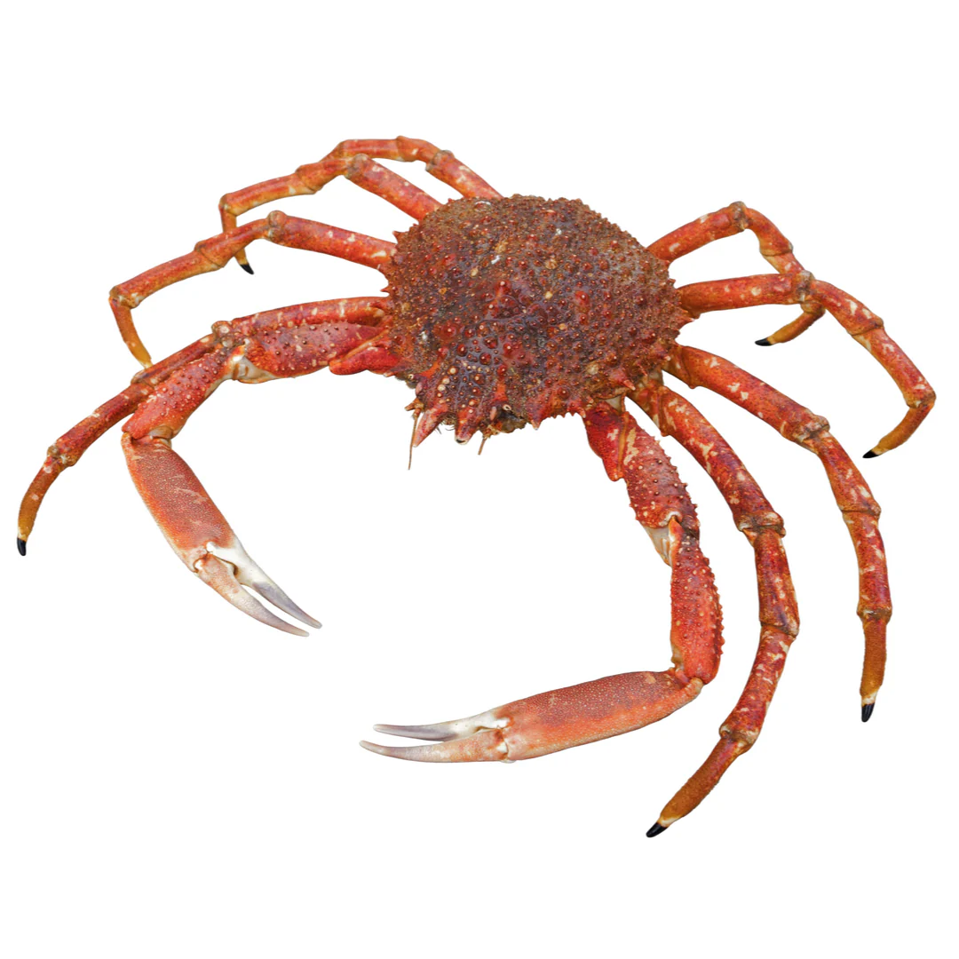 Japanese Spider Crab | Cornish King Crab | 1 Unit ~800gr