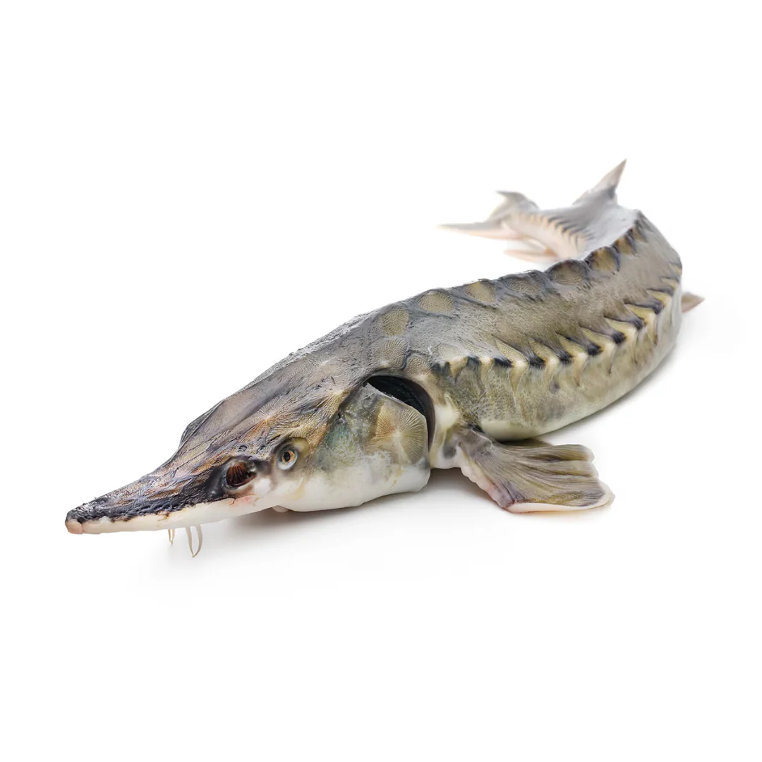 Sturgeon 2-3 kg