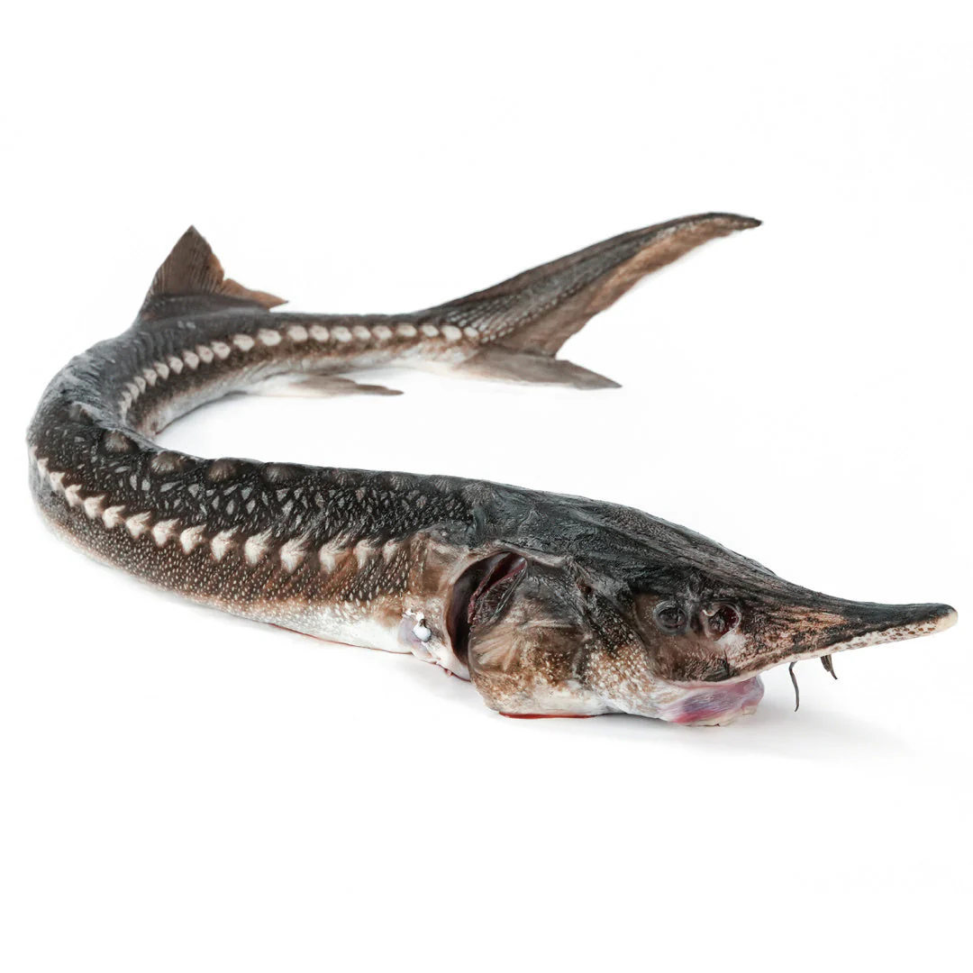 Sturgeon Wholesale