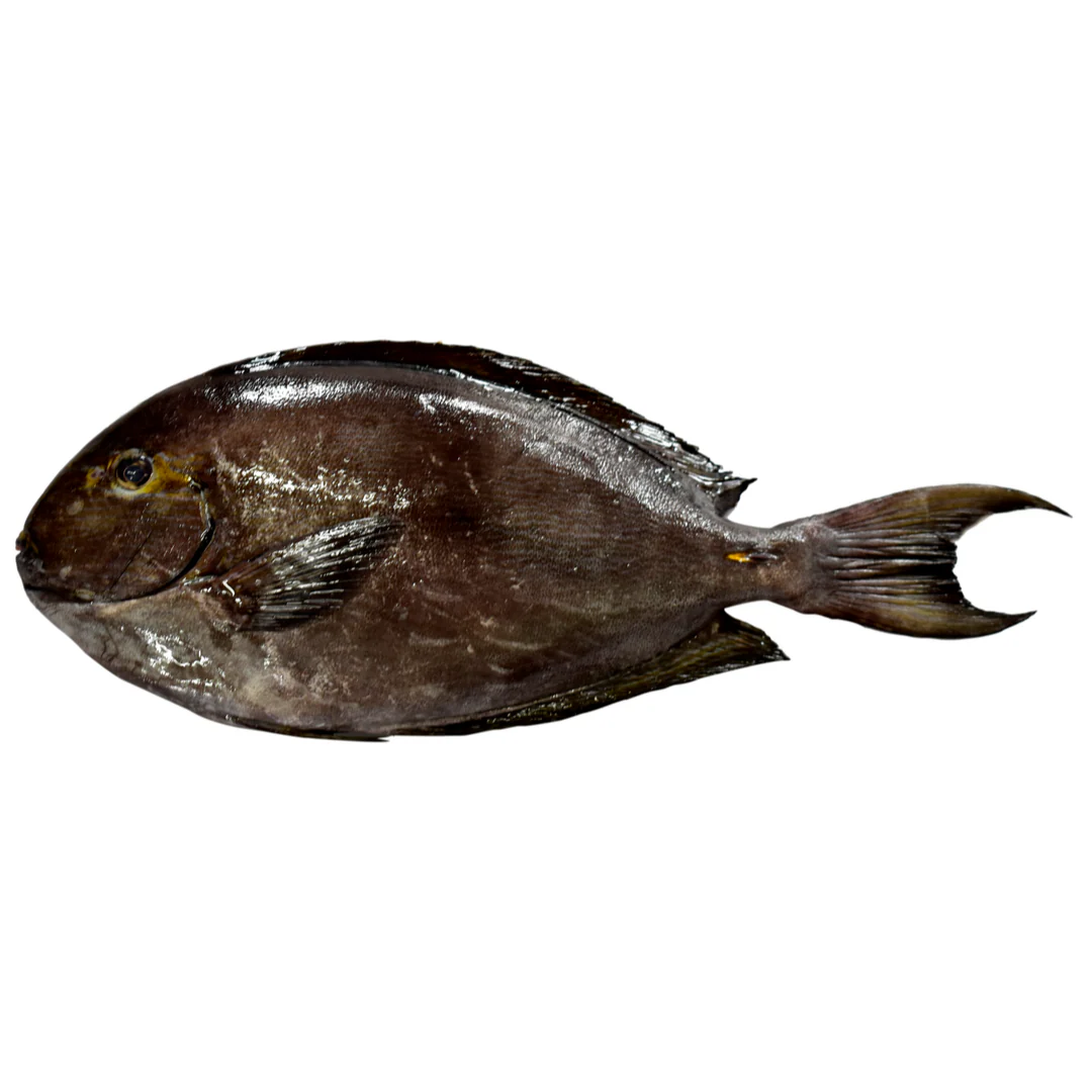 Surgeonfish | Chirurgien 3 units ~1kg