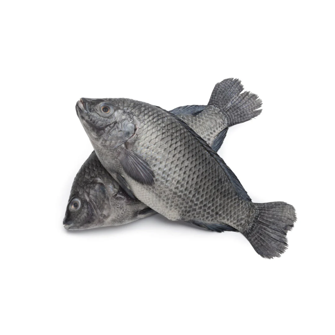 Tilapia S Wholesale