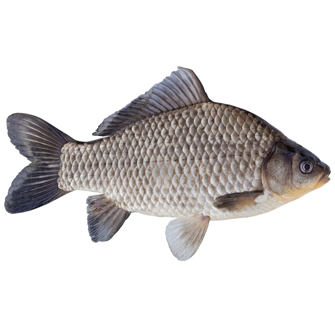 Fresh Whole Caras Fish | Crucian Carp 1kg