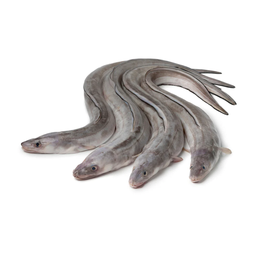 Whole Conger Wholesale