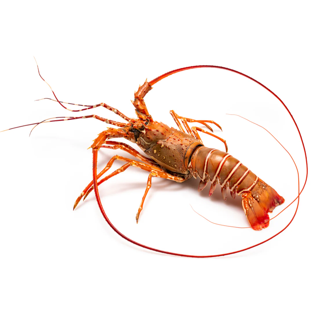 Fresh Whole Spiny Lobster Crawfish | 800-1000gr