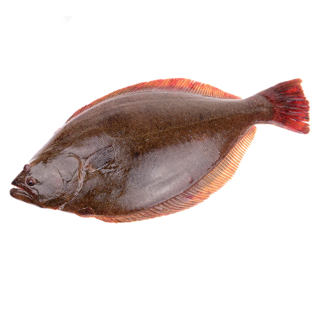 Fresh Halibut Whole ~10kg